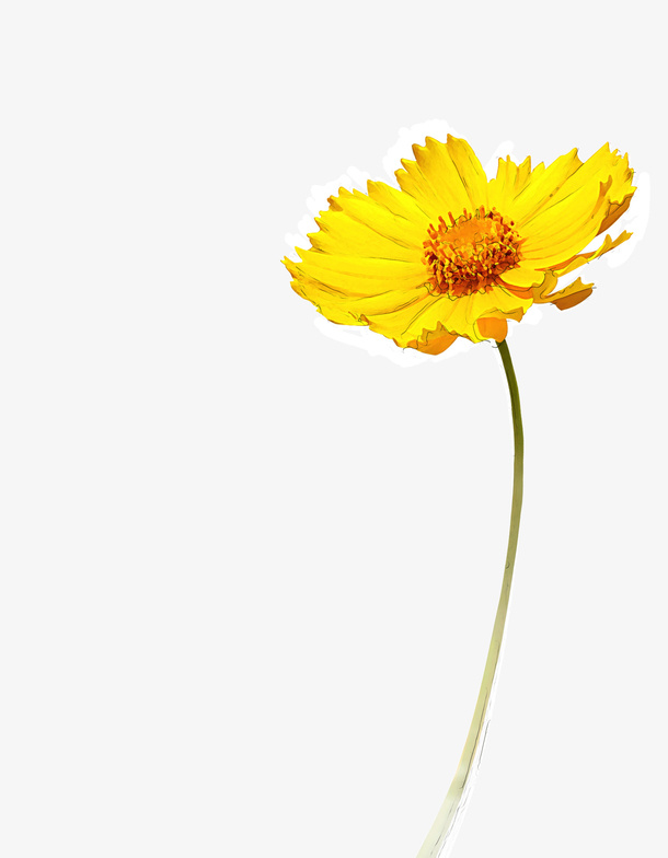 一束菊花免抠