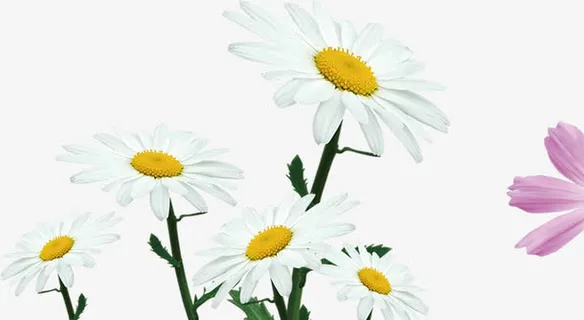 白色小雏菊中秋素材贺卡免抠