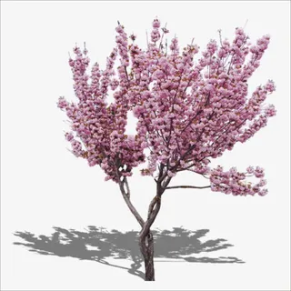桃花树免抠 桃花树免抠