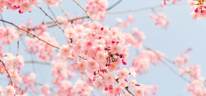 唯美樱花背景图高清