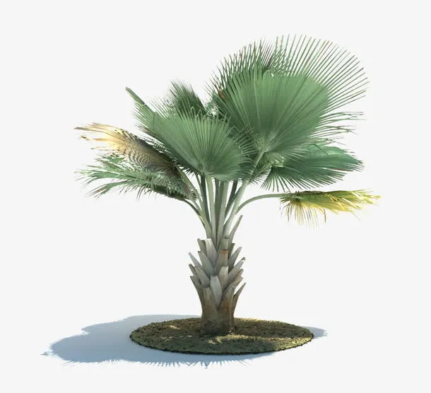 热带棕树素材免抠