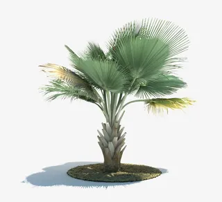 热带棕树素材免抠