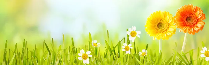 夏日雏菊清新高清