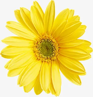 绿植花卉花卉矢量图素材免抠