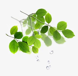 唯美精美树叶树枝阴影免抠