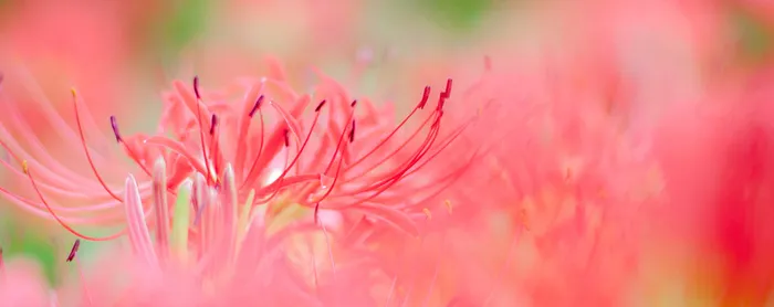 鲜花banner背景高清