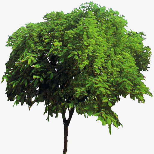 桑树1免扣素材免抠