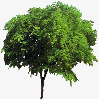 桑树1免扣素材免抠