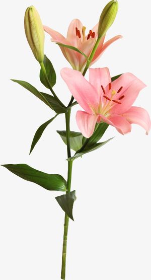 水彩百合花免抠