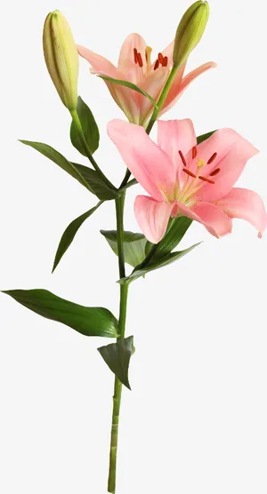 水彩百合花免抠 水彩百合花免抠