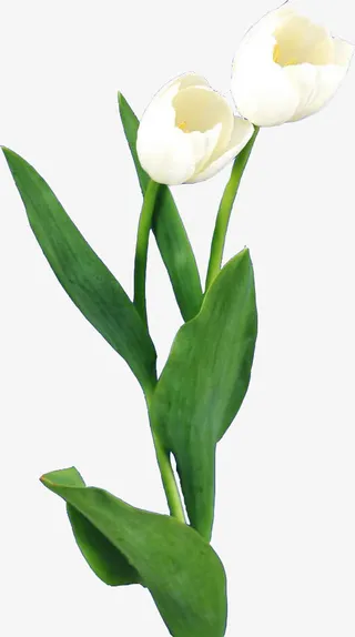 清新郁金香花束图片免抠