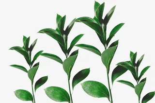 高清叶子树枝素材免抠