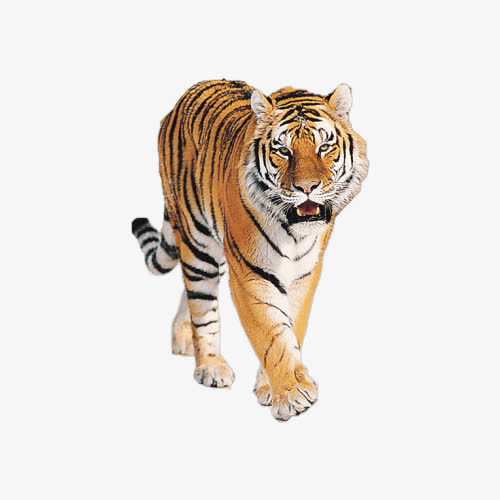 霸气老虎素材免抠