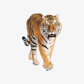 霸气老虎素材免抠