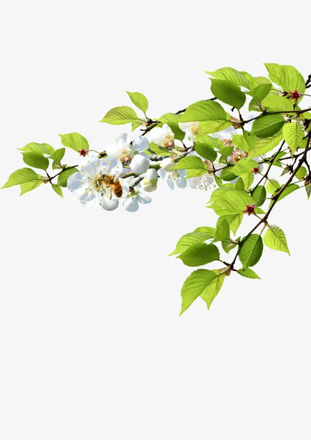 树枝树叶边角装饰免抠