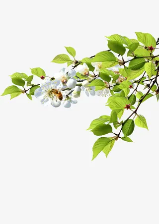 树枝树叶边角装饰免抠