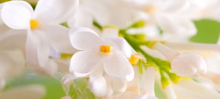 简约唯美白色花朵浅色背景海报背景