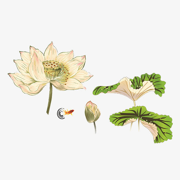手绘荷花免抠