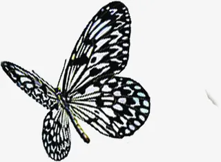 夏日黑色海报蝴蝶设计免抠