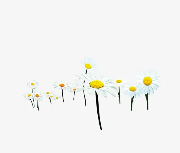 小花免抠
