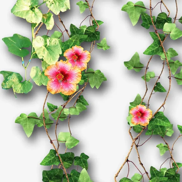 花藤免抠