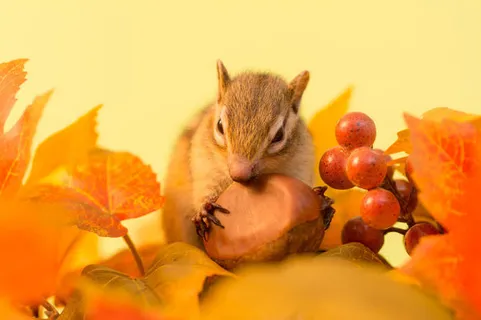 抱着果子的花栗鼠免抠