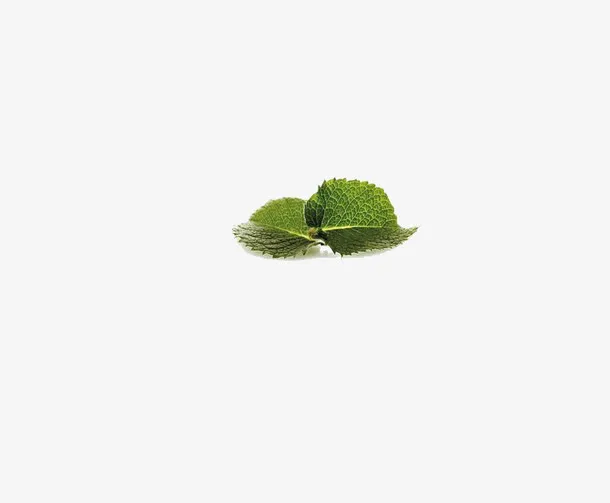 薄荷叶免抠
