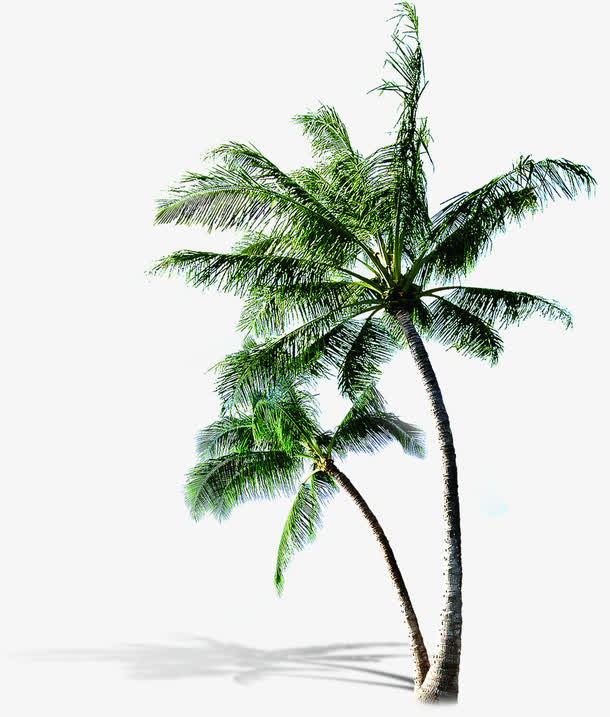 植物夏日椰子树卡通沙滩效果免抠