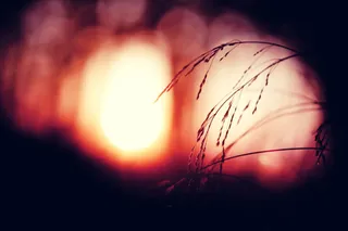 模糊秋日植物树枝免抠