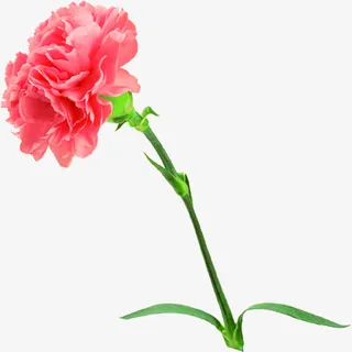 粉色鲜花康乃馨手绘免抠