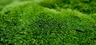 草坪青苔背景图片高清