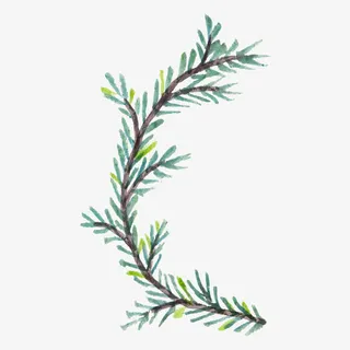 手绘花卉素材花草素材 清新枝条免抠