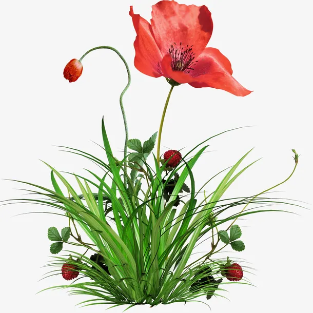 鲜花免抠