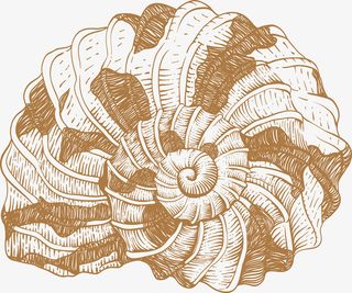 海螺PNG图片免抠