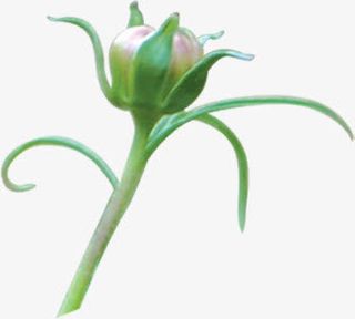 绿色春天植物花苞免抠