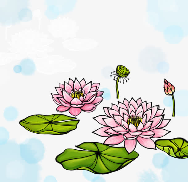 荷花免抠