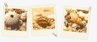 夹子夹着的一排照片免抠