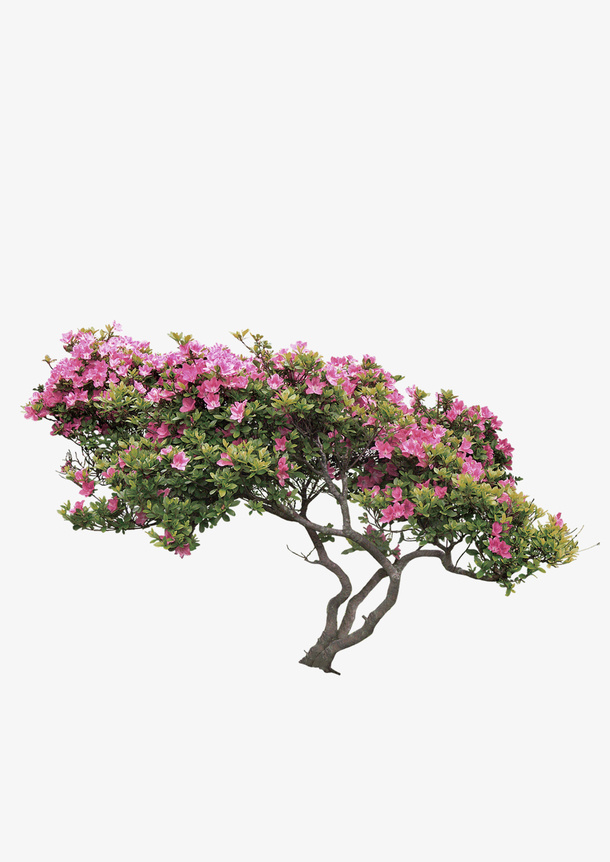花朵树木景观装饰图案免抠