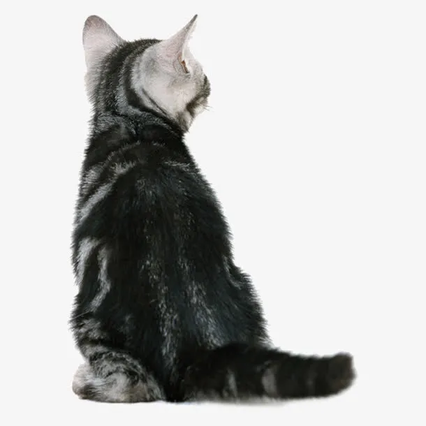 猫咪背影免抠