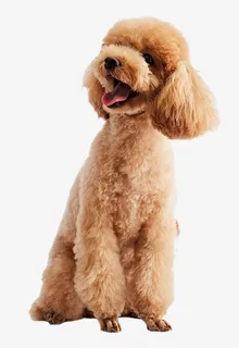 狗泰迪犬贵宾犬免抠