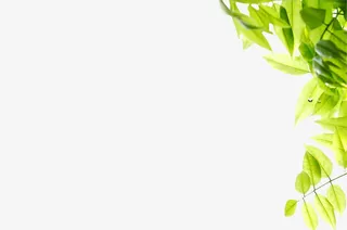 绿色清爽树叶装饰春天季节免抠