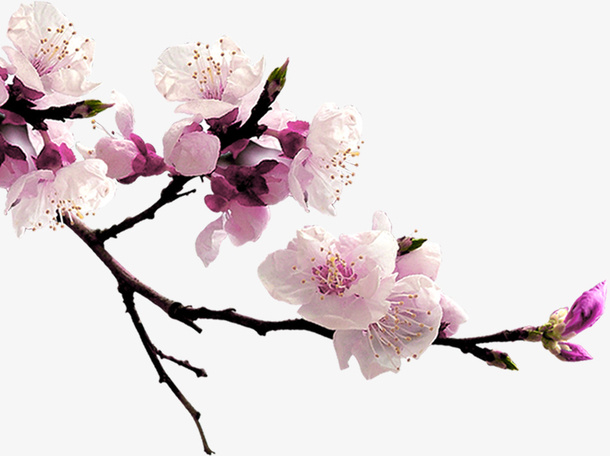 桃花免抠