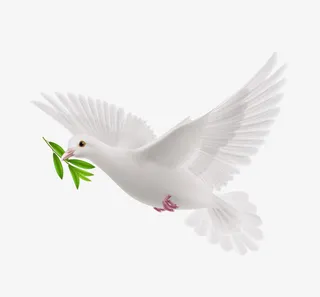和平鸽免抠
