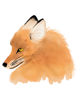 插画免扣狐狸高清