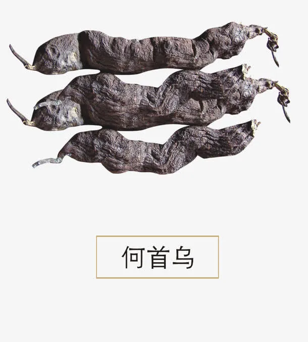何首乌免抠
