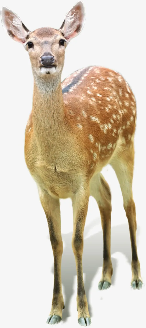 卡通长颈鹿梅花鹿效果免抠