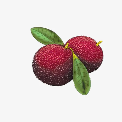 手绘杨梅免抠