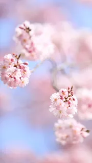 粉色梅花H5背景素材高清