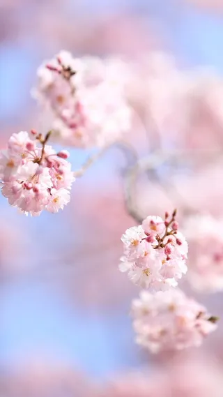 粉色梅花H5背景素材高清