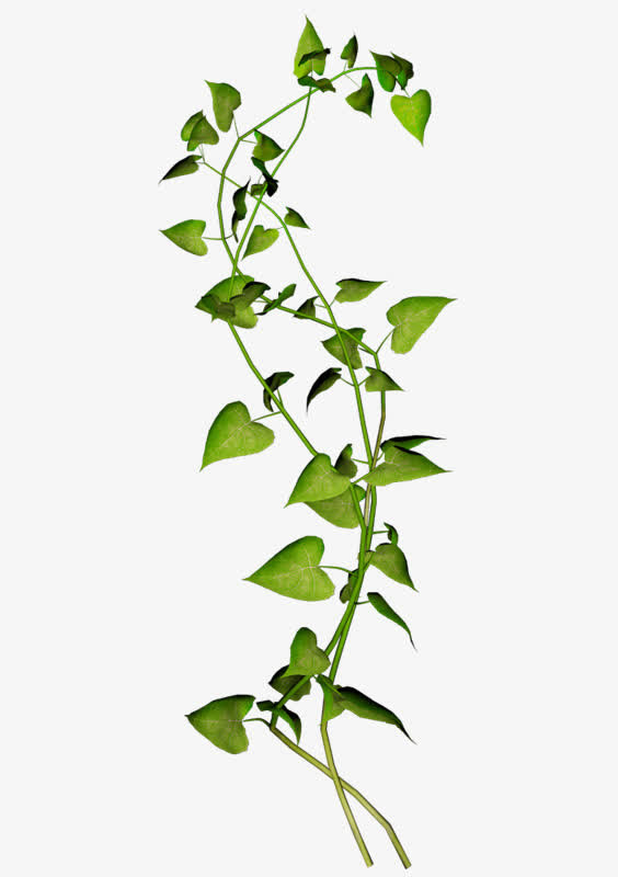 植物叶子 清新 png素材免抠